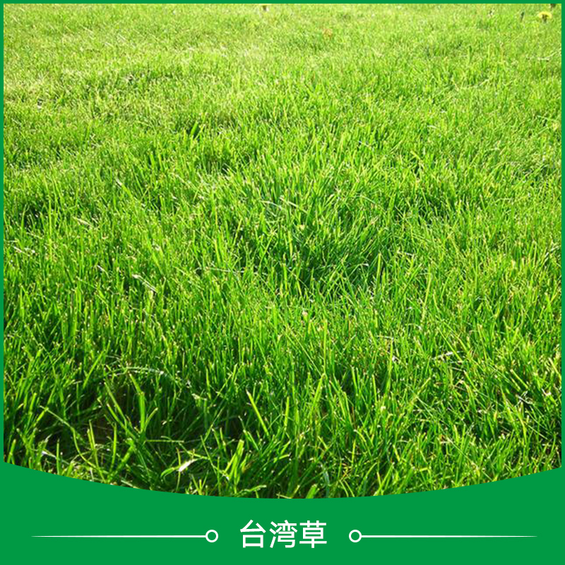 台湾草  hiabao 细叶结缕草草坪  细叶结缕草草坪 台湾细叶结缕草