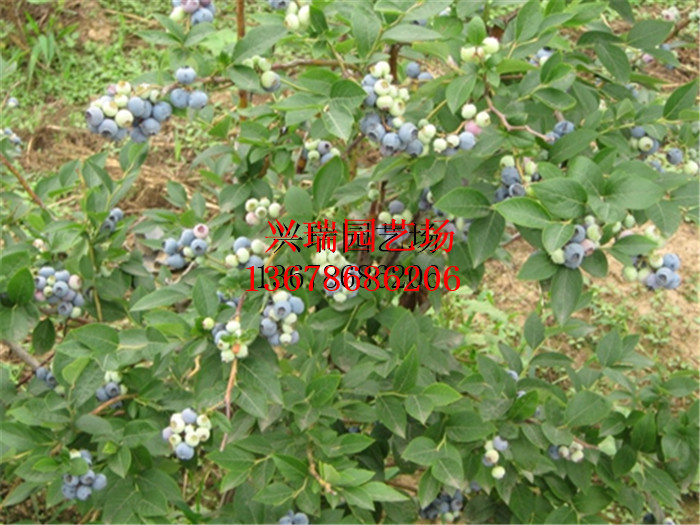 泰安市蓝莓苗 蓝丰 都克 薄雾 奥尼尔厂家蓝莓苗 蓝丰 都克 薄雾 奥尼尔 品质纯正产量 蓝莓种植基地 经济效益