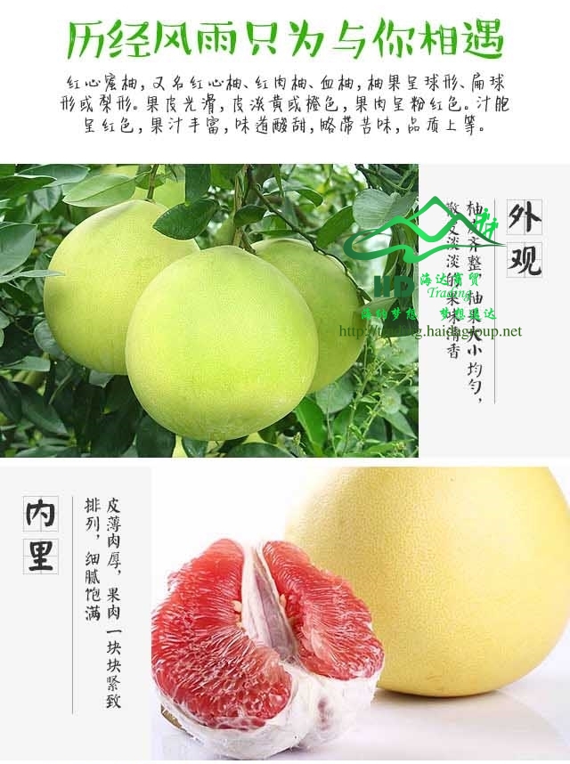 广州市红心蜜柚（梅州金柚）供销厂家