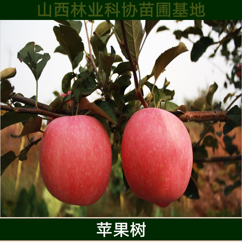 山西苹果树苗批发 品种苹果树苗木 高产苹果树种苗 嫁接水果苗木图片