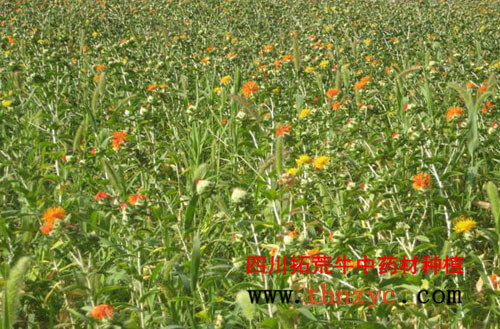 长期大量供应红花种子图片