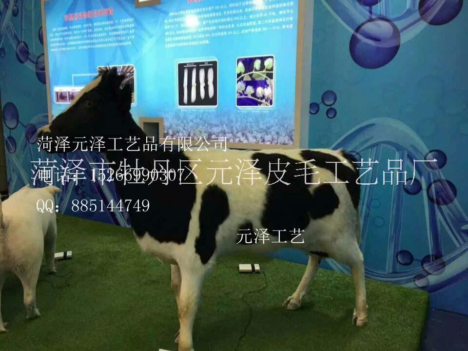 菏泽市道具奶牛可以挤奶厂家道具奶牛可以挤奶学校实践课必备产品学生亲自动手体验挤奶过程