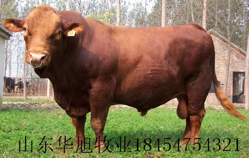 福建肉牛批发提供养殖技术小牛犊市场行情