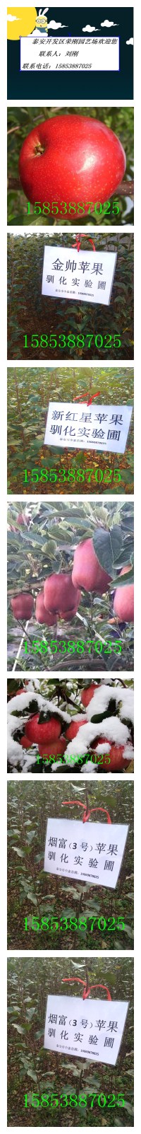泰安市山东苹果苗品种介绍厂家山东苹果苗品种介绍