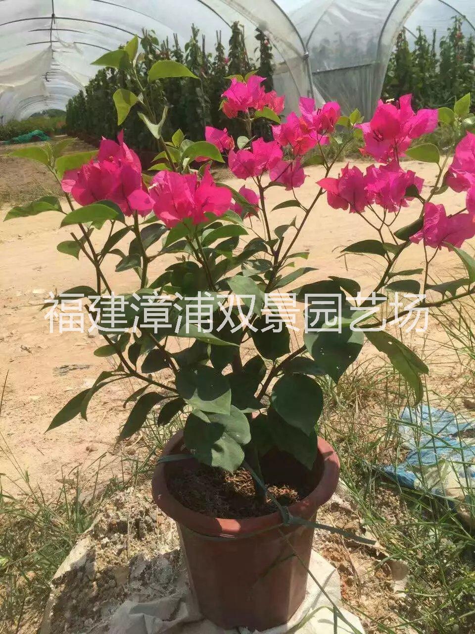福建三角梅，漳州三角梅， 红花三角梅图片