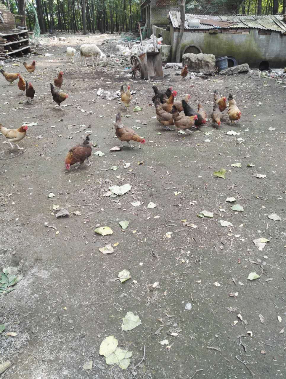 河南省林州市土鸡供应   土鸡批发
