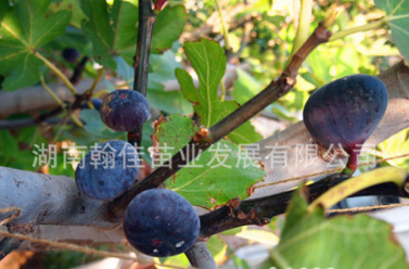 新一代日本紫果无花果苗当年种植当年结果湖南水果苗基地直销图片