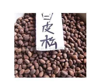 汉中市新采白皮松种子厂家厂家大量销售大量出售当年新采白皮松种子