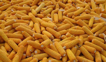 绥化市玉米收购厂家安达市玉米收购  玉米仓储