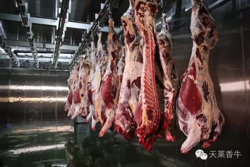 供应牛肉批发 天莱香牛肉全国代理