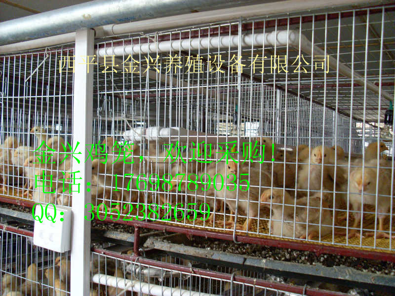 提供质量可靠的鸡舍自动化养鸡设备批发
