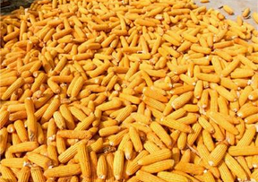 桦甸市玉米种植   玉米加工图片
