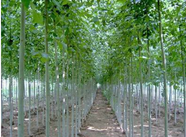 厂家批发基地直销供应苗木 大量现货 优质 法桐树苗