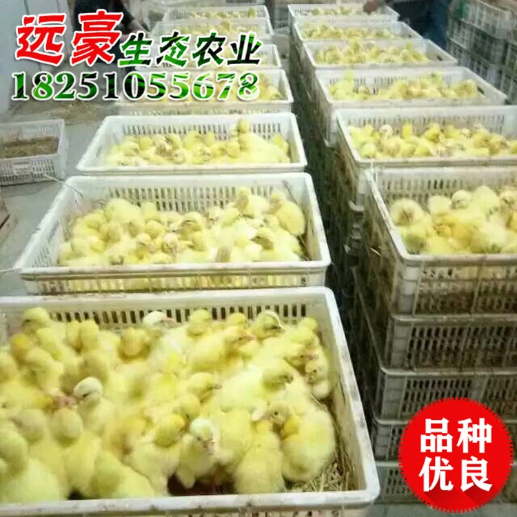 批发扬州三花鹅 养殖基地专业孵化 品种齐全 扬州白鹅量大优惠 扬州盐水鹅图片