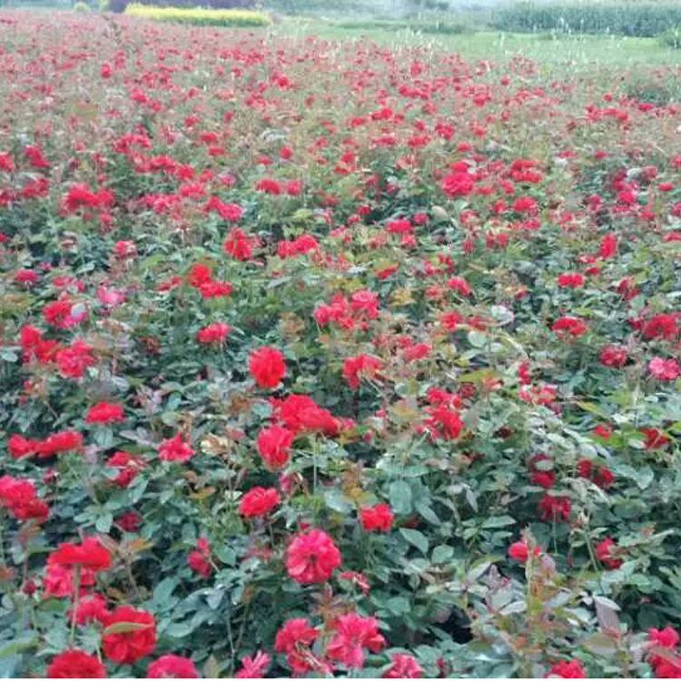 基地直销优质红帽月季 观花植物 月季苗 成活率高 量大从优图片
