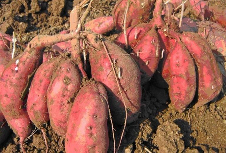 山东番薯营养价值山东红薯种植批发  山东红薯批发 德州红薯批发