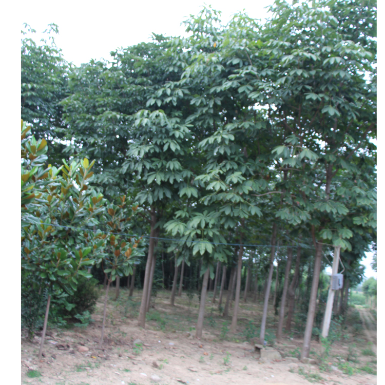 七叶树树苗低价批发 供应工程绿化苗 优质七叶树规格齐全
