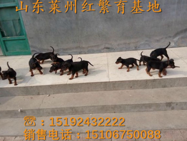 厂家直销纯种莱州红 三个月苏联红幼犬价格 品种纯种 价格低廉 质量保障