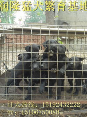 厂家直销纯种黑狼犬幼犬 黑狼犬训练方法 护卫犬黑狼犬多少钱一条图片