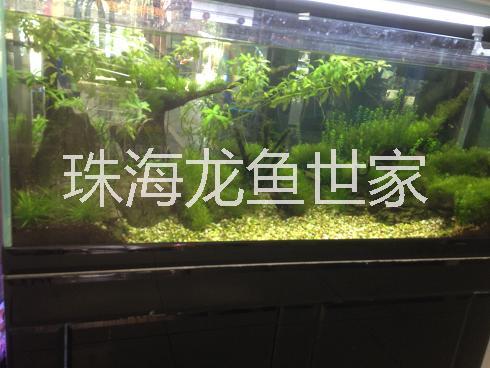 珠海大量鱼缸批发零售 珠海市批量销售玻璃鱼缸