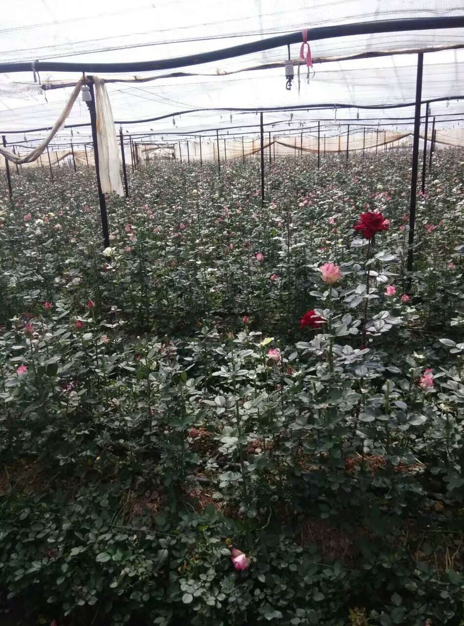 桂林市广东玫瑰种植大量批发玫瑰花厂家
