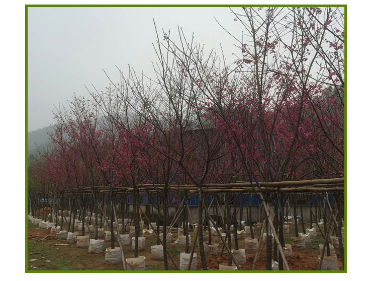 山樱花供应，山樱花批发价格，福建山樱花种植基地，哪里有山樱花出售