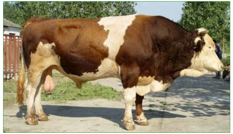 贵州西门塔尔牛价格报价 贵州西门塔尔牛养殖场 成都西门塔尔牛