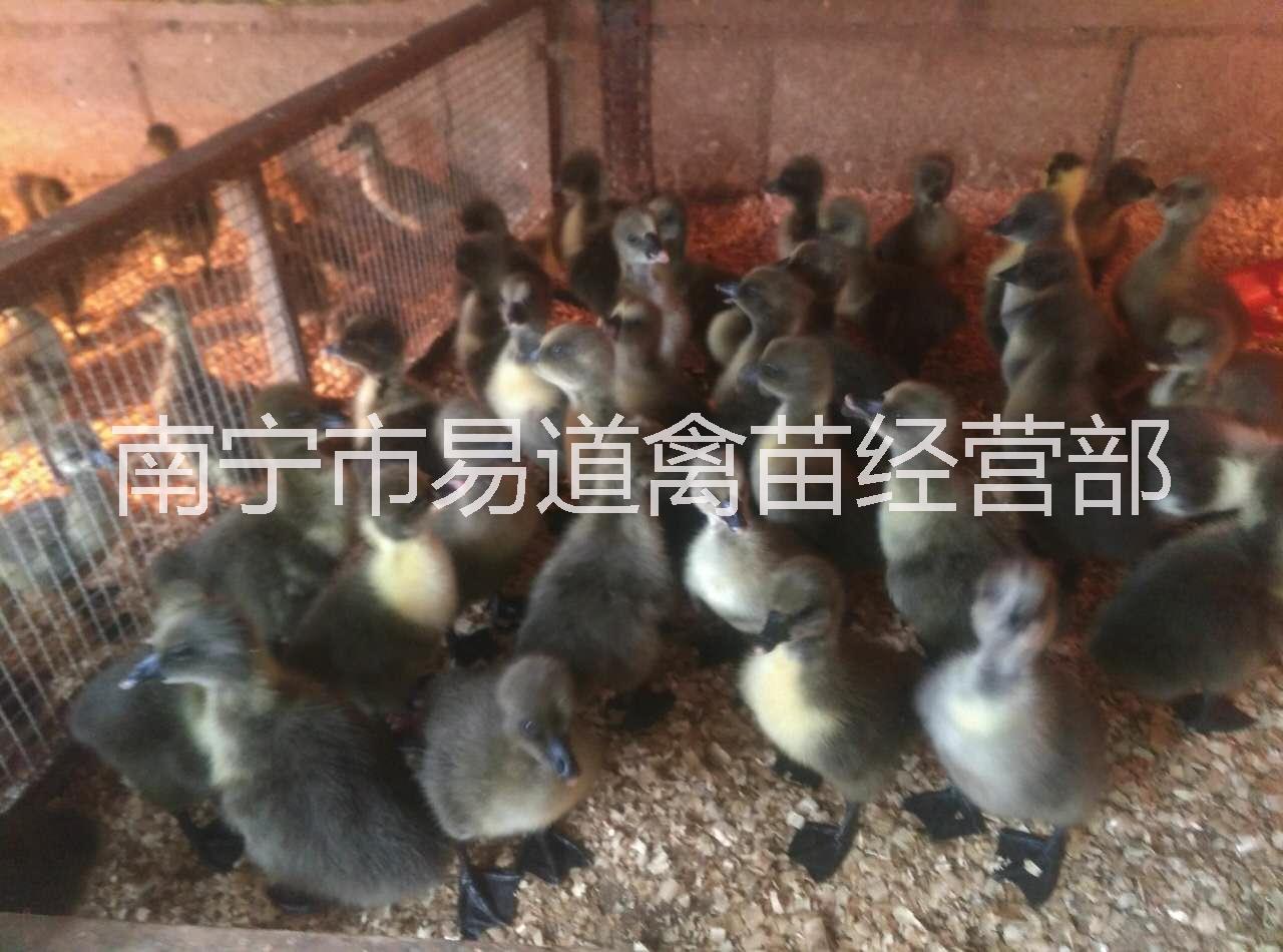 南宁市鸡厂家供应鸡-优质鸡苗-三黄鸡批发