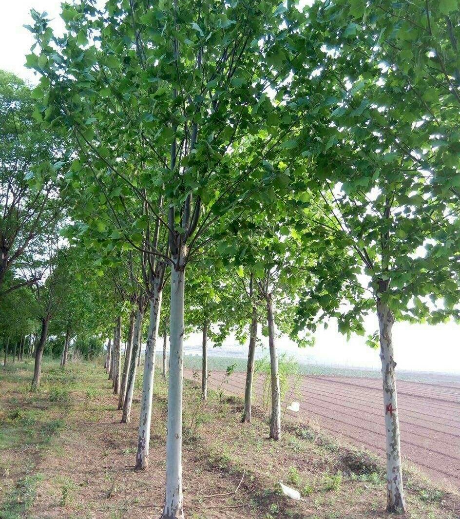 河北白蜡  / 白蜡树  / 绿化树图片