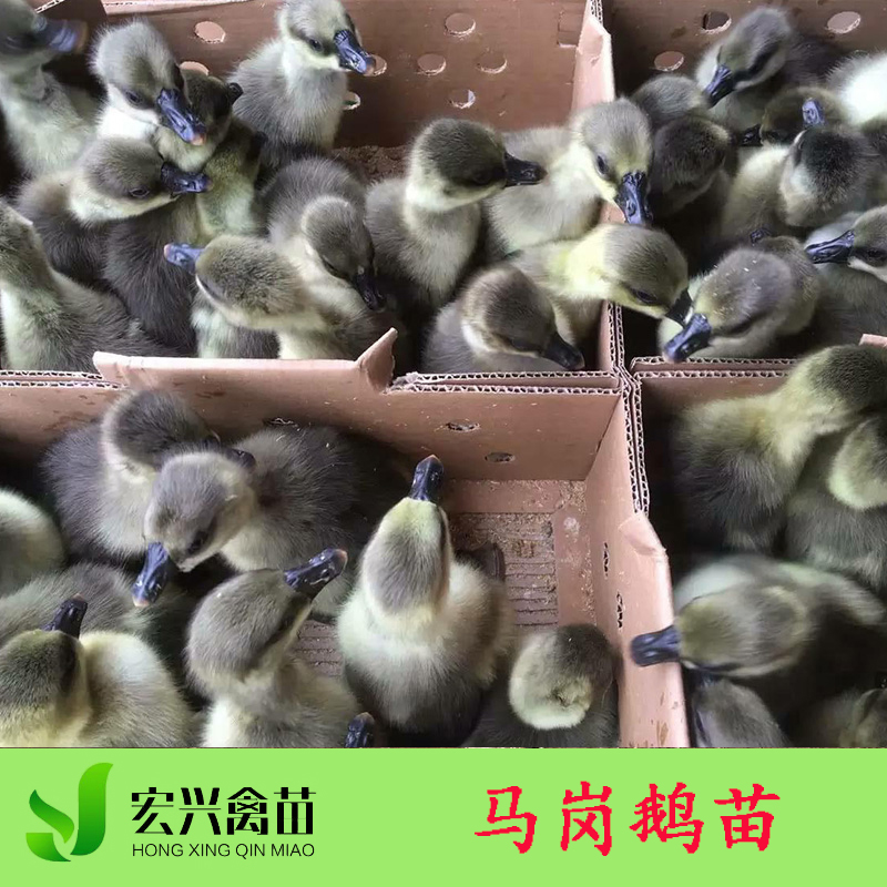 广西生态养殖家禽种苗马岗鹅苗 广东优质肉鹅品系鹅苗出售批发