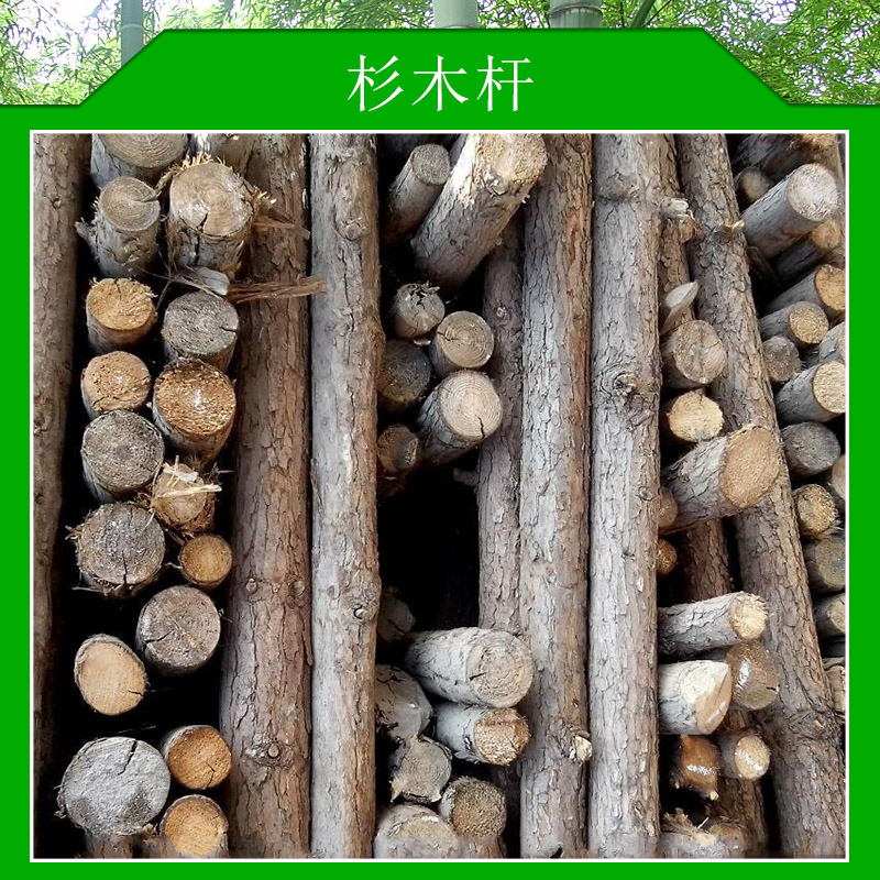 杉木杆价格低廉用途广泛各规格杉木杆材质轻盈价格实惠杉木杆厂家供应图片