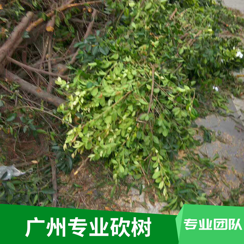 广州专业砍树施工队街道/小区/园林危树、障碍树、死树机械砍伐处理