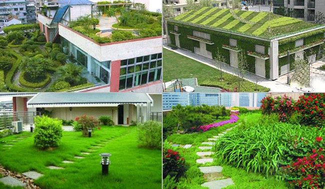 屋顶绿化 专业从事活体植物墙  屋顶绿化哪家好  广东屋顶绿化