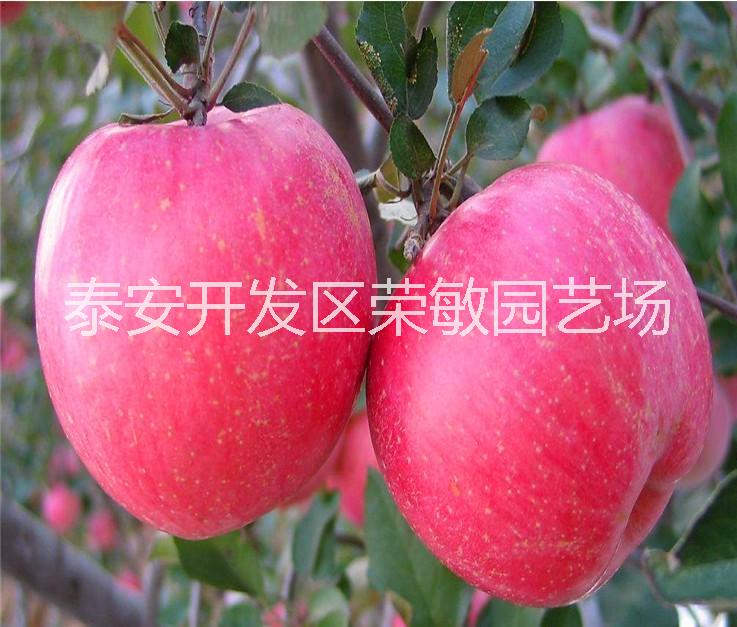 基地产年供应 红将军苹果 种优质苹果苗