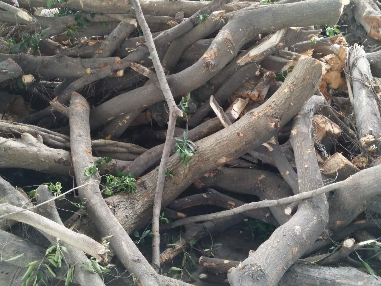 广州杂树柴火回收 广州大量收购树枝