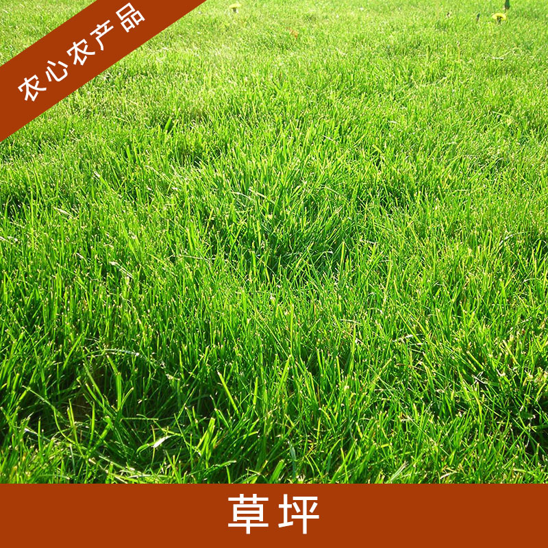 安徽草坪每平米价格批发