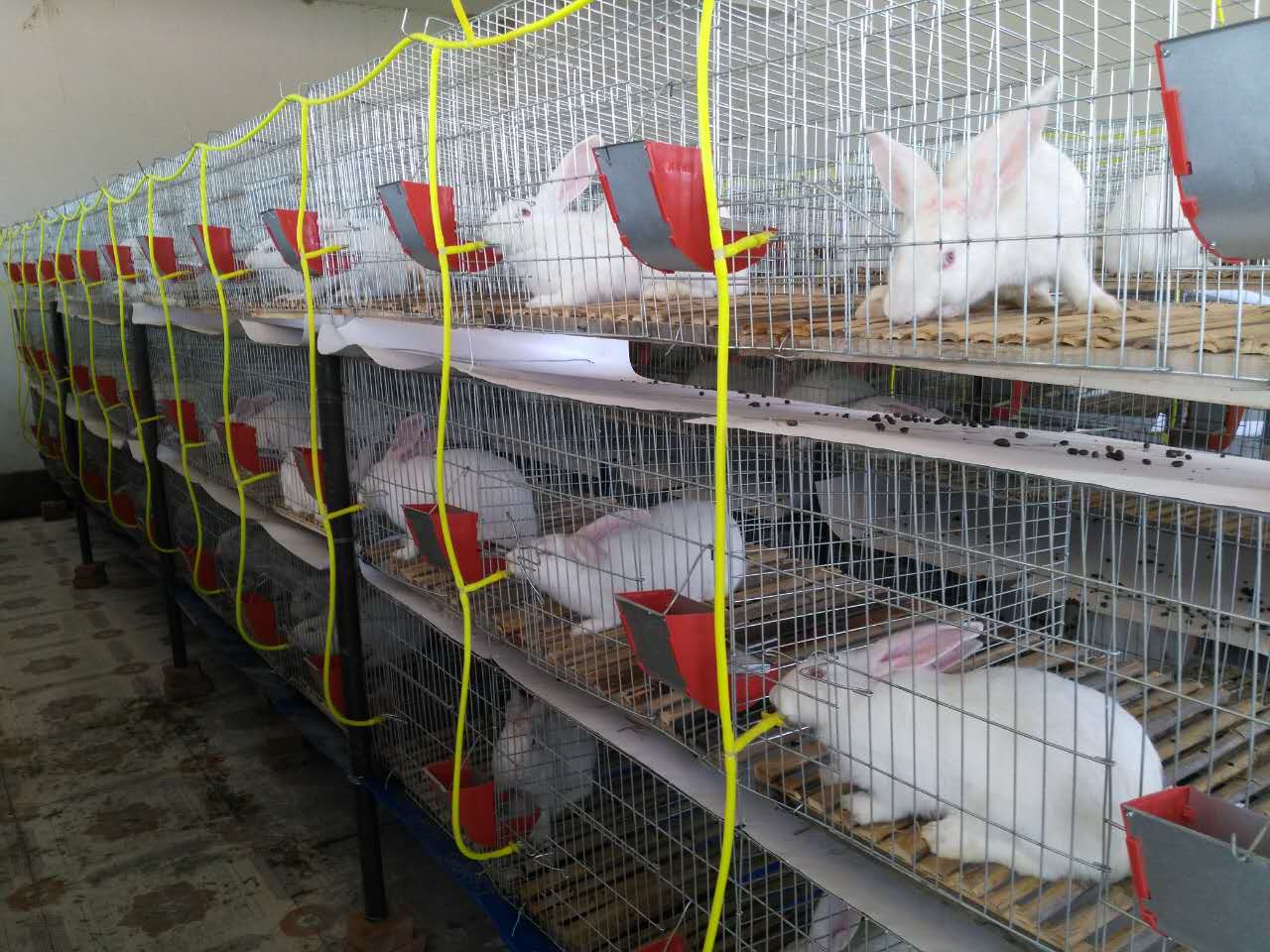 大型兔子养殖场 母子兔颗粒饲料 肉兔新疆兔子养殖场