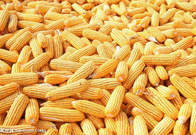 四川丰达饲料公司现款求购玉米小麦高粱木薯淀粉碎米等