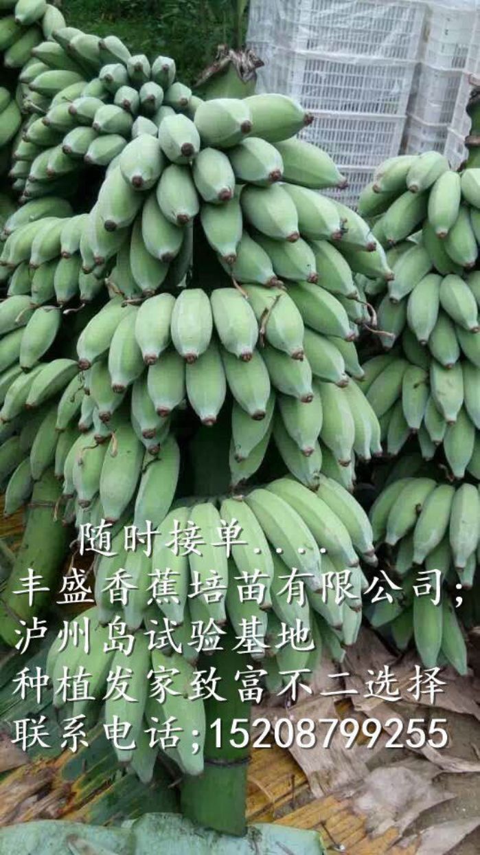 桂蕉6号香蕉苗大量出售桂蕉6号香蕉苗 香蕉种苗批发  香蕉种苗供应商