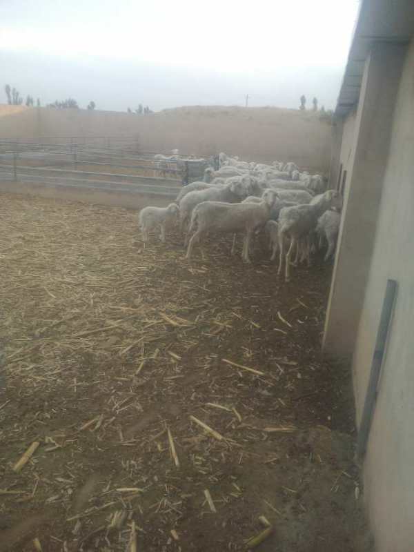 绵羊养殖销售  肉牛供应