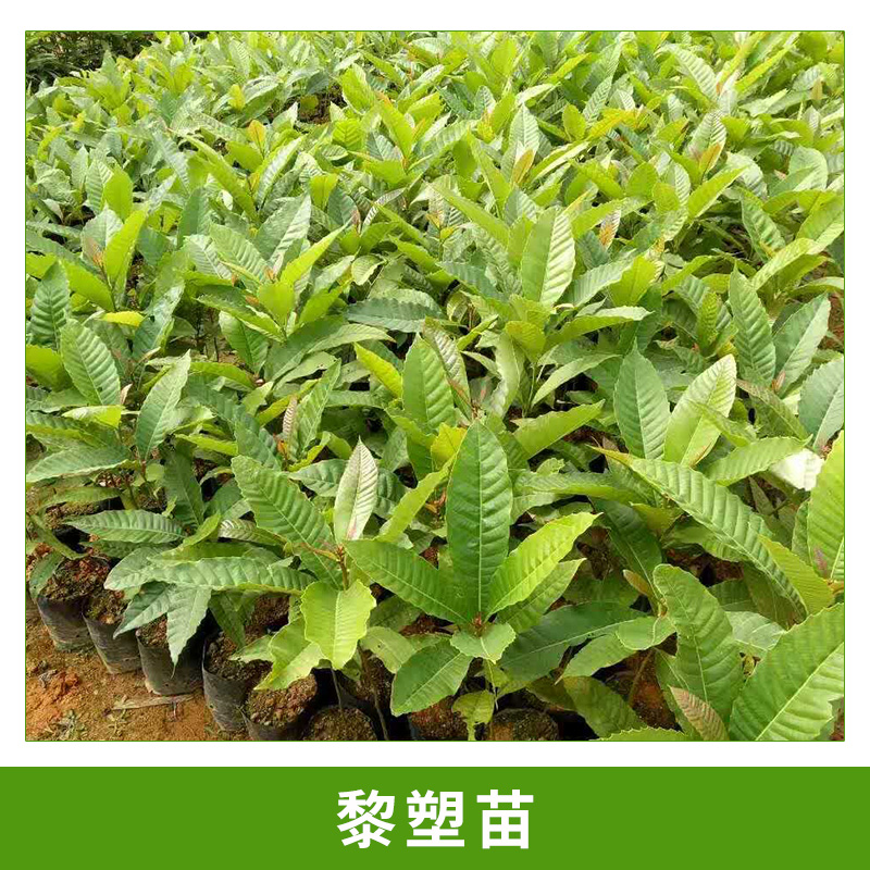 广州大展绿化种苗场供应黎塑苗园林植物黎塑树绿植苗木基地直销
