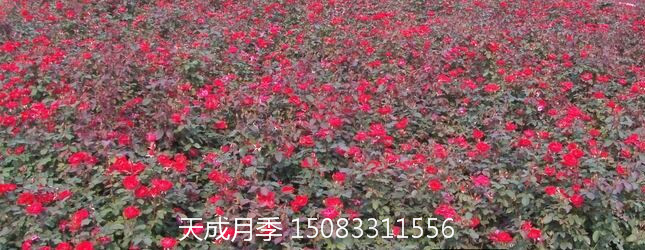 镇江市红帽月季 藤本带花月季苗 南通市月季种植基地图片