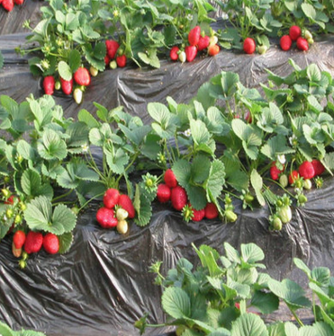 自家热销供应草莓苗 甜宝草莓苗 长期出售草莓苗 优品质图片