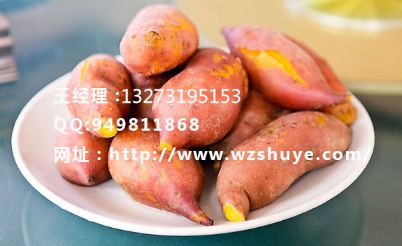 石家庄市济薯22红薯厂家集宁红薯种价格  河北济薯22红薯品种