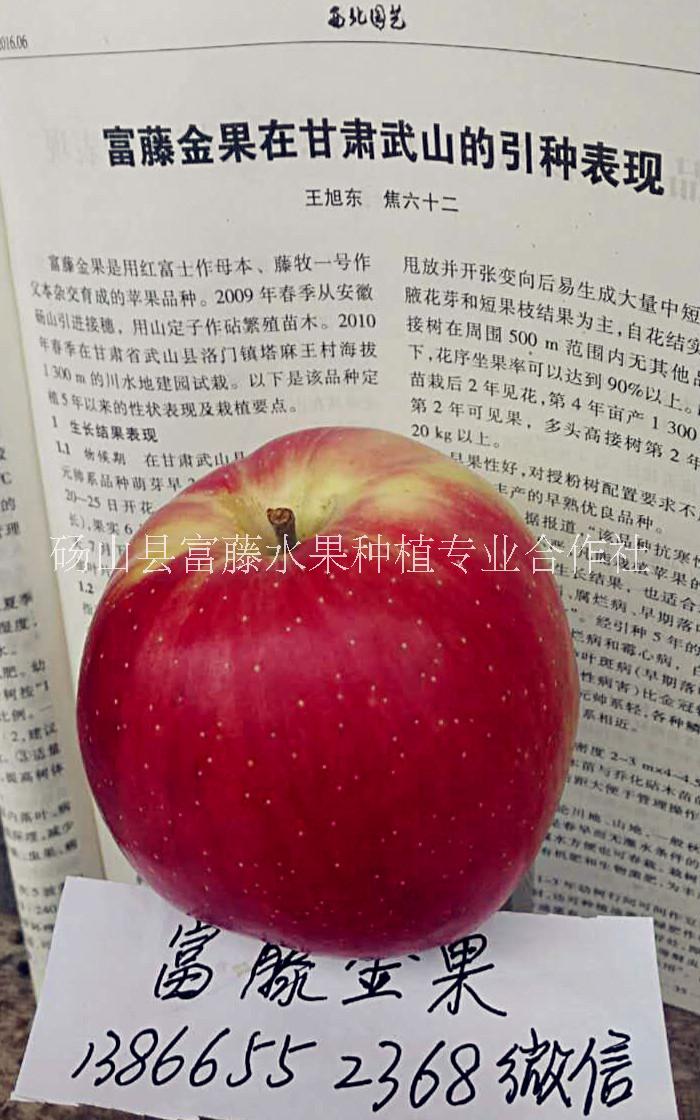 宿州市早熟苹果新品种厂家