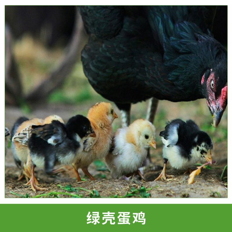 厂家直供农家散养黑羽绿壳蛋鸡 滋补绿壳蛋鸡种鸡 批发代理招商