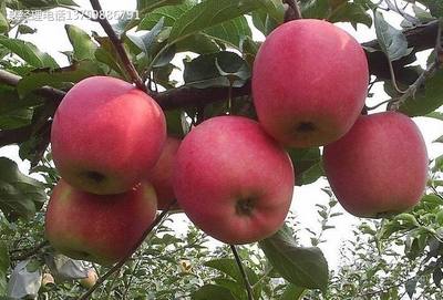 衡水市河北果树苗厂家河北果树苗厂家 批发美国苹果树苗  苹果苗供应商