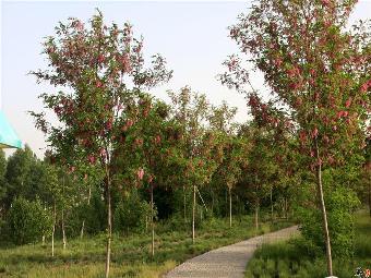 香花槐批发价格、山西香花槐基地、山西香花槐价格