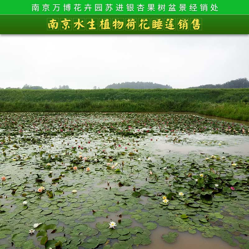 南京水生植物荷花睡莲销售 荷花 莲花 水生植物基地直销 品种分绿化和观赏图片