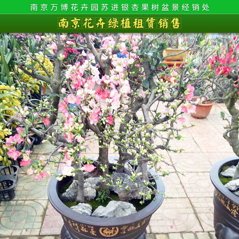 南京花卉绿植租赁销售 迷你假花仿真花盆栽创意家居绿色仿真植物摆件盆景套装图片